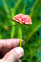 Portulaca flower in hand