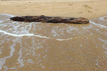 Obraz premium Plage de la Croix-Valmer, bois flotté