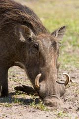 Naklejka na ściany i meble African wild boar feeding