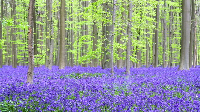 Bluebell flowers in Halle Forest, a mystical forest in Belgium. 