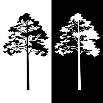 Pine Trees Black and White Silhouettes