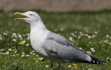 Seagull standing in grass with daisies and dandelions