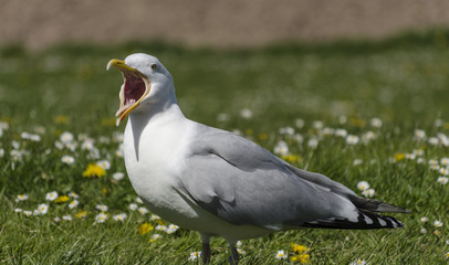 Seagull standing in grass with daisies and dandelions