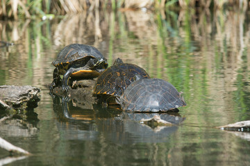 Fototapeta premium Hieroglyphen-Schmuckschildkröte (Pseudemys concinna concinna)