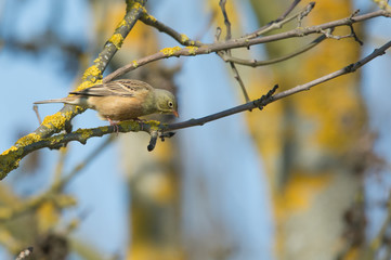 Ortolan (Emberiza hortulana)