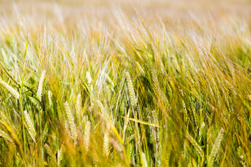 Grain field