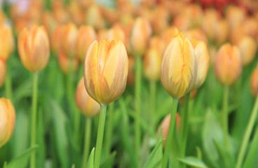 Orange tulip flowers