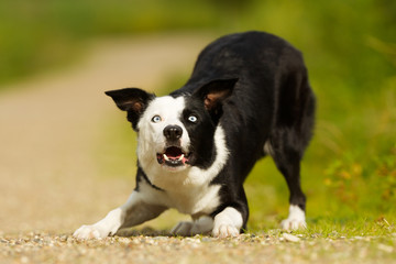 Border collie dog
