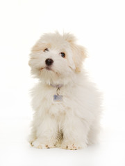 West Higland White Terrier
