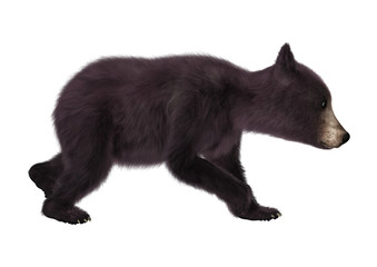 Black Bear Cub © photosvac