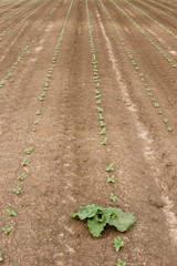 Weed in sunflower sprouts