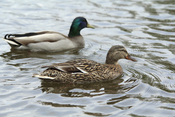 A pair of ducks