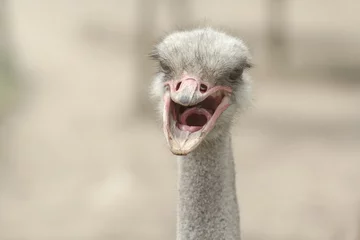 Papier Peint photo Lavable Autruche Screaming ostrich