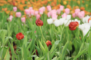 Multicolored tulip flowers field