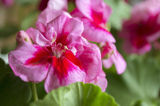 Pink pelargonium close-up