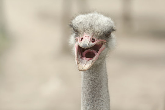 Screaming ostrich