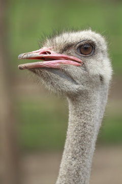 Ostrich Female