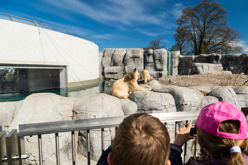 Kids looking at polar bears in Zoo