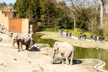 Obraz premium Elephants in Copenhagen Zoological Garden