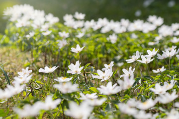 Anemone nemorosa during springtime