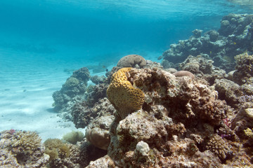 Naklejka na ściany i meble coral reef under the surface of water in tropical sea, underwa