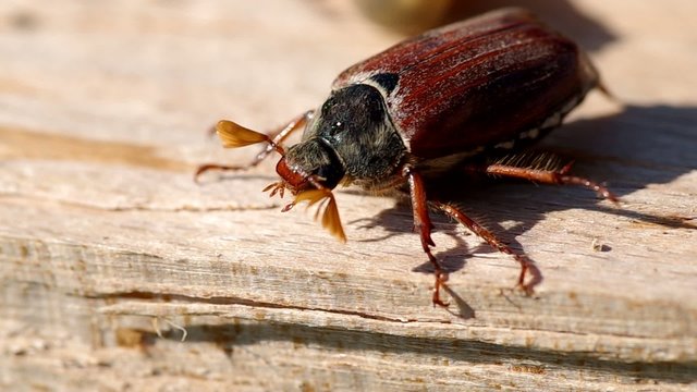 Cockchafer on a wooden board
