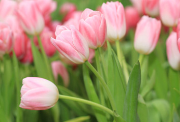 Pink tulip flowers field