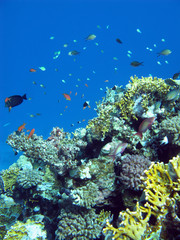 Fototapeta na wymiar colorful coral reef in tropical sea, underwater