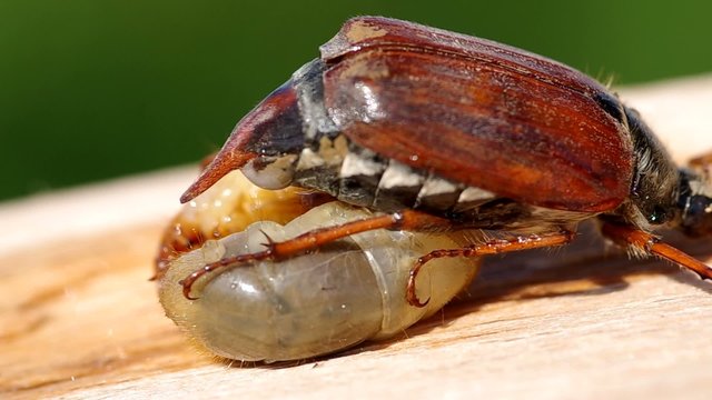 Cockchafer and Larva of cockchafer on a wooden bark
