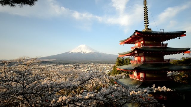 Mount Fuji with a red pagoda in spring season with cherry trees