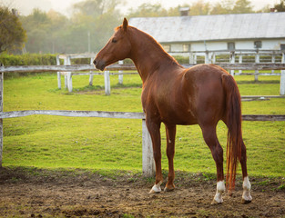 Horse in a stable running and joying at sunset