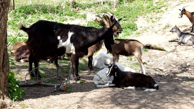 Herd of goats in pens at the countryside
