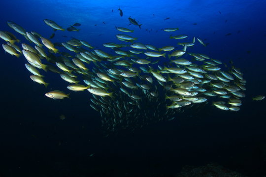 Fish underwater coral reef