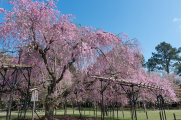 上賀茂神社の斎王桜