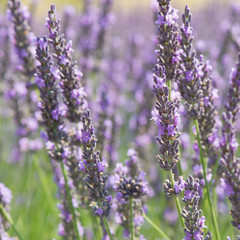 Lavender field