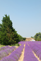 Lavender in France
