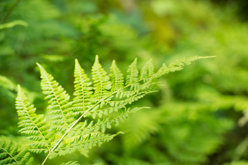 Fern leave