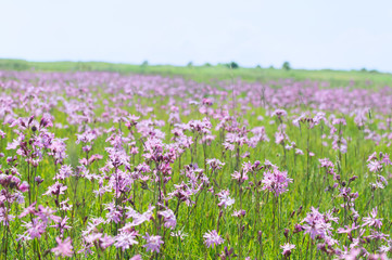 Obraz na płótnie Canvas Field Lychnis flowers
