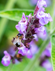 pollination, selective focus