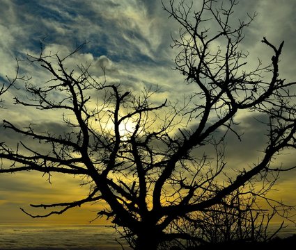 Branches of chestnut tree at sunrise, early spring © ptoscano