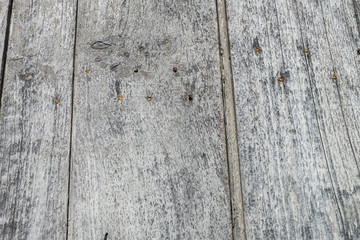 Naklejka premium grunge wood panels can use for background