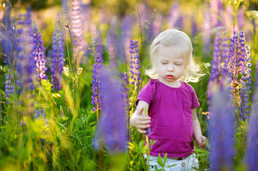 Cute toddler girl in blooming lupine field