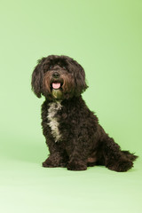 Tibetan terrier on green background
