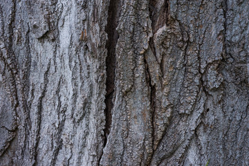 Particolare della trama corteccia di legno Pioppo