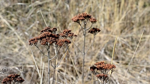 Achillea millefolium. Beautiful dry wizened yarrow flowers