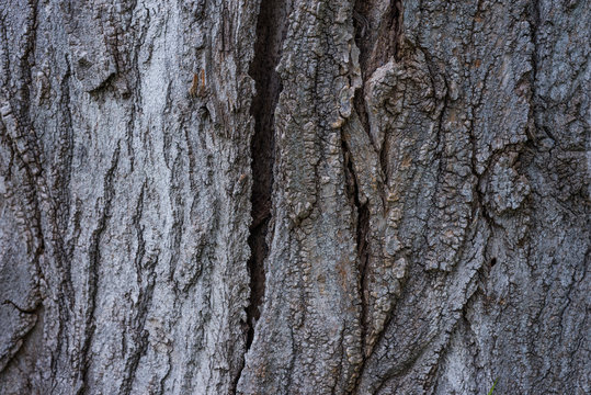Particolare della trama corteccia di legno Pioppo