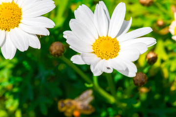 Kamille und Bienen