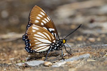 Fototapeta na wymiar The Common Courtesan butterfly