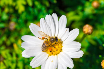 Obraz premium Kamille und Bienen