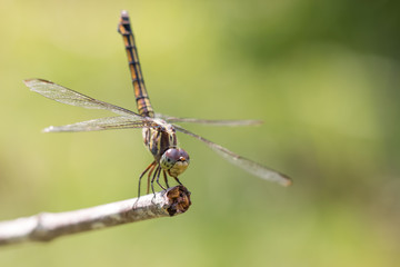 closeup of beautiful dragonflies on  green background